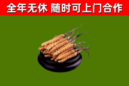 江苏省回收散虫草